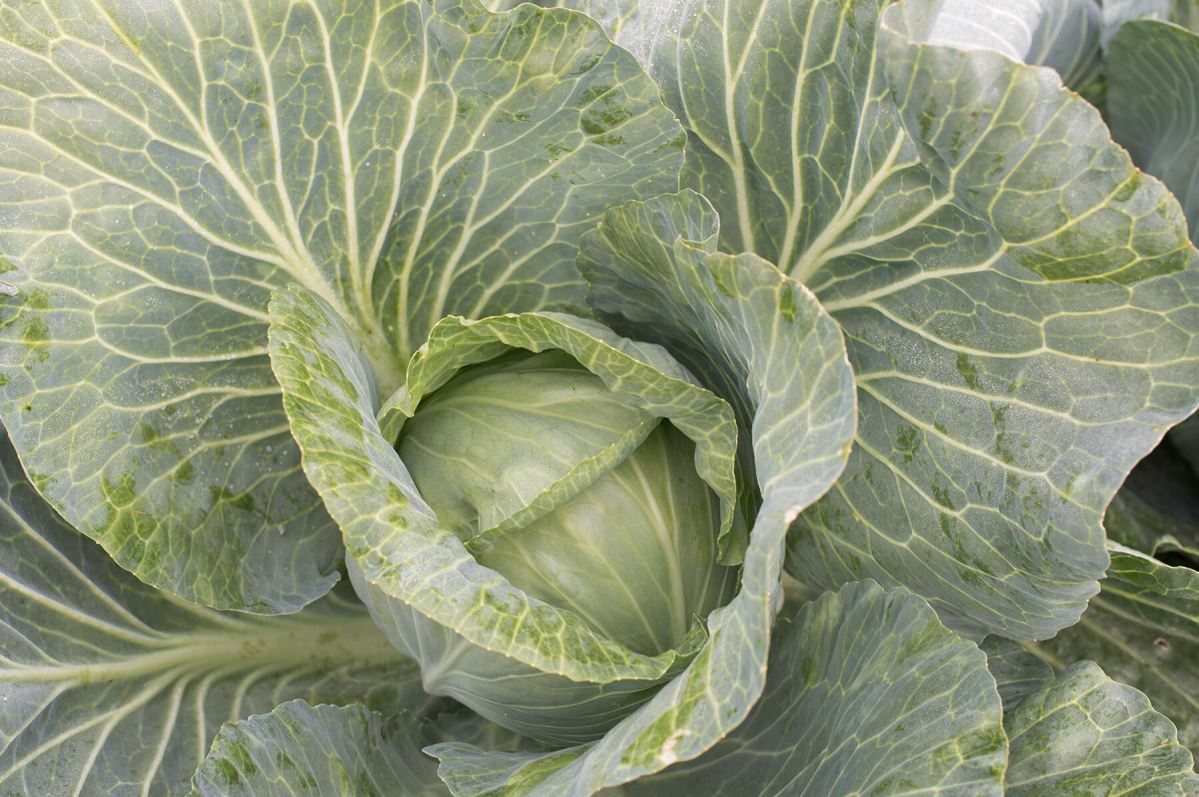 Storage No. 4 – Cabbage Seed